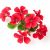 4red-geranium-flowers-white-background