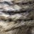 Closeup detail of the asian palm civet fur