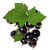 Black Currant