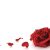 Rose and romantic red rose petals on white background