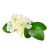 Jasmine flowers isolated on white background