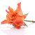 Orange rose  isolated on white background cutout