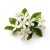 Moroccan Jasmine