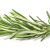 Fresh rosemary isolated on white background, Top view.