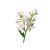 Tuberose -8 copy