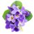 Violet-Leaf-Oil-Viola-odorata-Pic