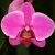 orchid